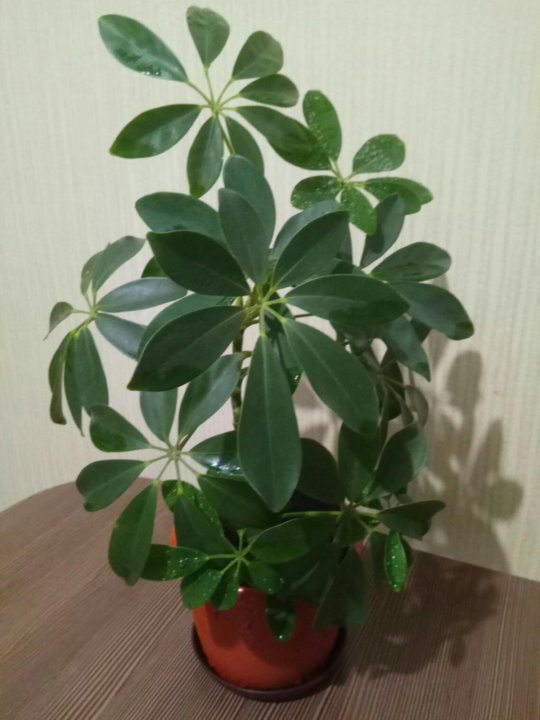 Шеффлера Фото Комнатный Цветок Польза И Вред