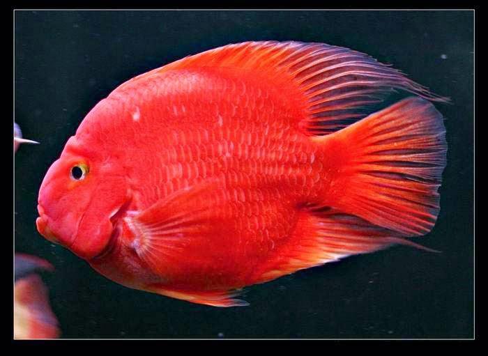 Африканские цихлиды купить в интернет-магазине для аквариумистов "Axolotl.ru"