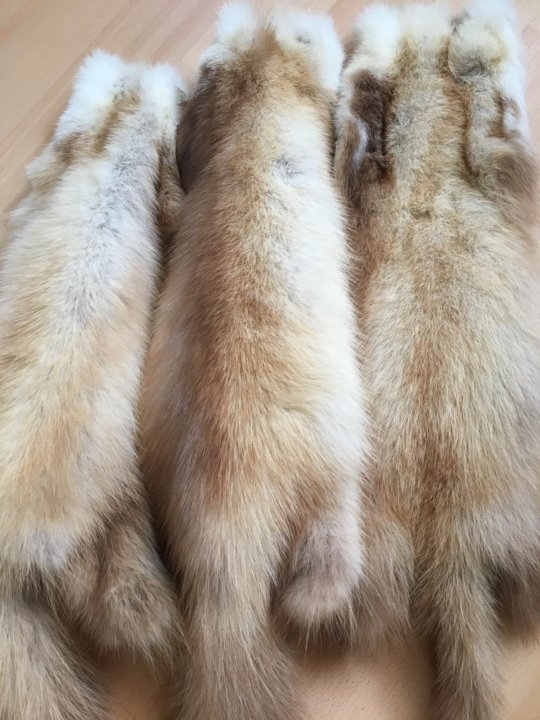Шкурки куницы 2022г спрос. Шкурки куницы. Шкурка куницы. Шкурка куницы. Шкурка куницы.