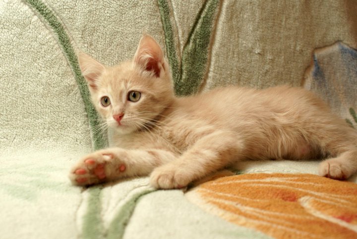 Кошки Персикового Окраса Фото