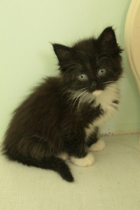 Пушистый черно-белый котенок – купить в Санкт-Петербурге, цена 100 руб.,  продано 26 августа 2017 – Кошки