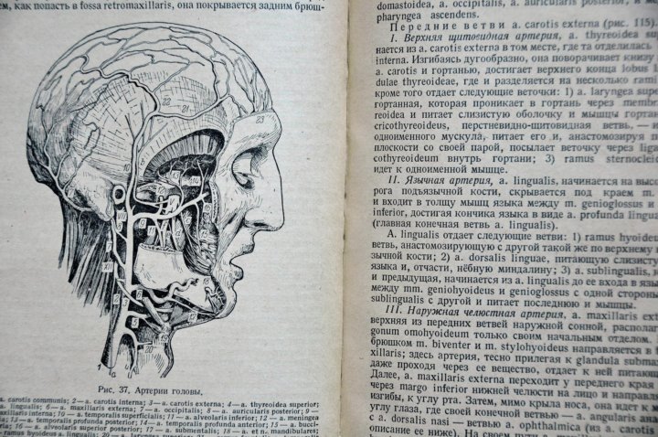 Книга по анатомии с картинками онлайн