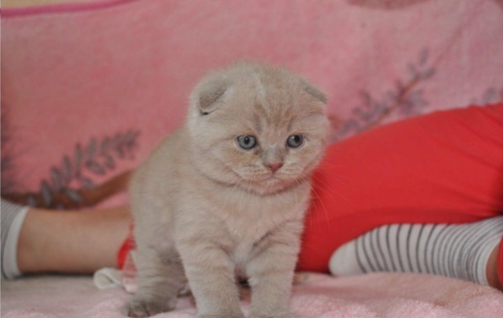 Авито Саранск Котята Шотландские Вислоухие Фото Продажа
