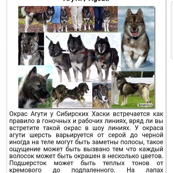 Разновидности пород хаски с фотографиями