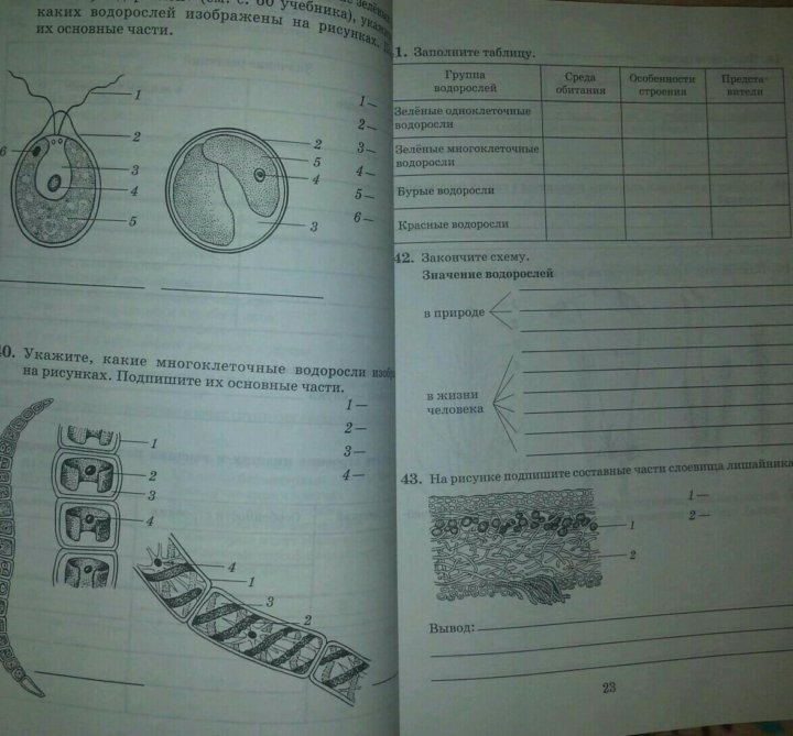 Рисунок 122 биология 6 класс