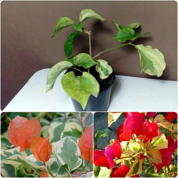 Бугенвиллия san diego red variegata фото