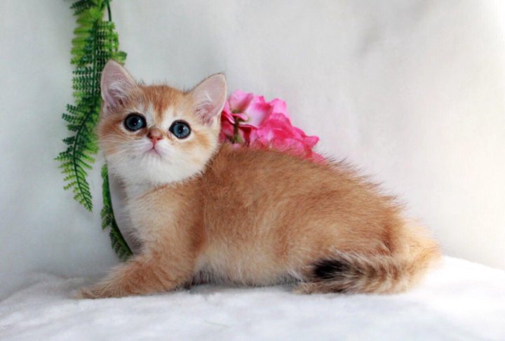 Кошка Золотая Шиншилла Фото Цена