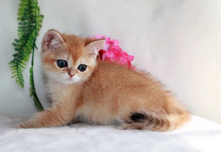 Кошка Золотая Шиншилла Фото Цена