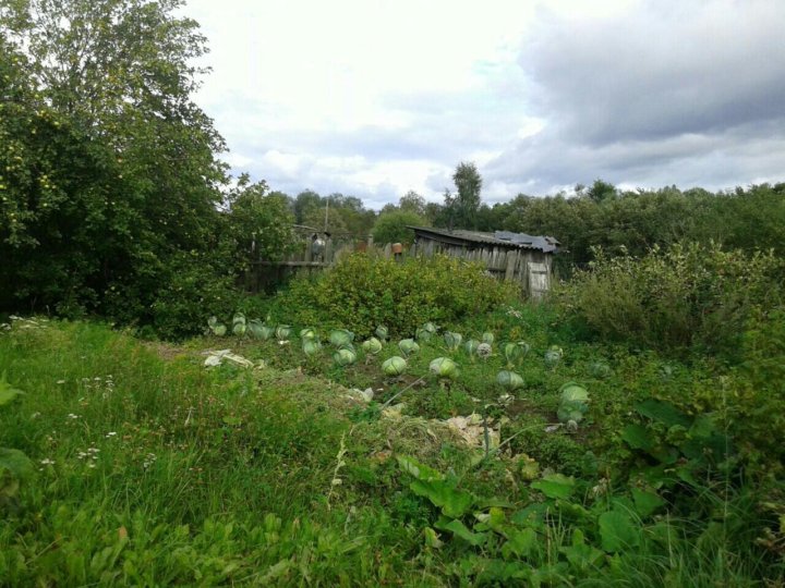 Погода в селеево. Деревня Селеево Новгородской области. Д.Петрово Новгородская область. Деревня Петрово Псковская область Дедовичский район. Селеево Новгородская область Поддорский район.