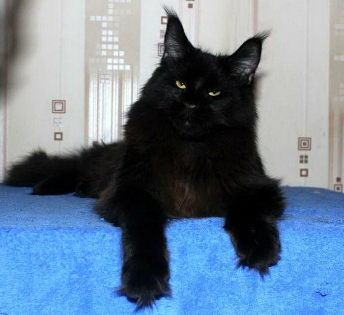 Мейн кун черный солид котенок. Мейн кун черный большой. Мейн кун черный солид кошка. Мейн кун черный солид. Мейн кун черный солид кошка.