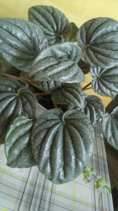 Пеперомия Peperomia griseoargentea