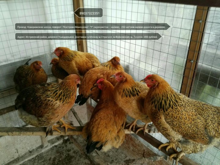 Кучинские Куры Фото