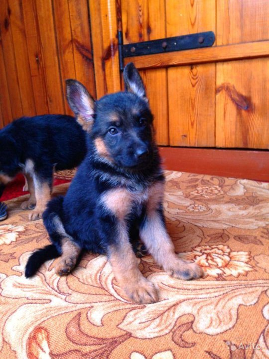 Собаки боровичи. Моя немецкая овчарка канал. Щенки овчарки фото. Немецкие щенки в казани. Щенки немецкой овчарки 1мес.