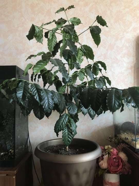 Домашнее Кофейное Дерево Фото