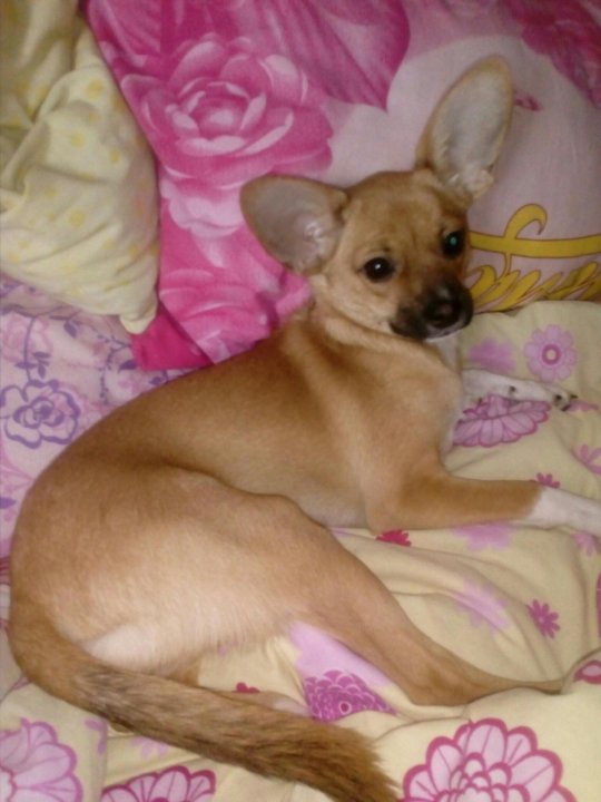 Той Терьер 4 Месяца Фото