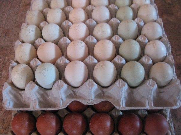 Инкубационное яйцо в Красноярске. Мелеуз инкубационное яйцо. Льюянг Вуцзи. Купить инкубационное яйцо в г. Иркутске породы Маран.