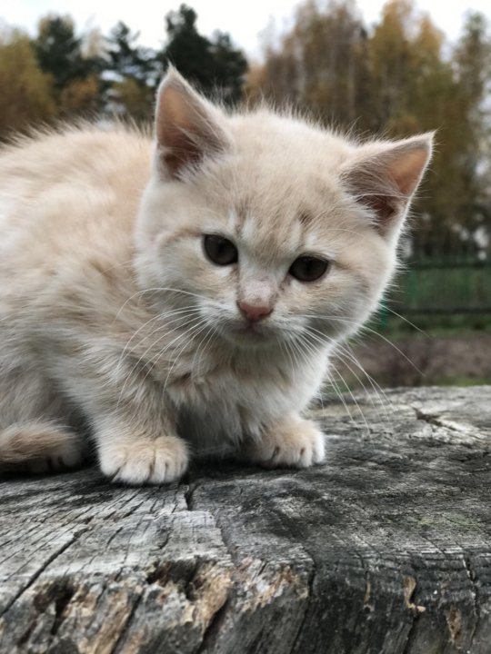 Рязань котиков