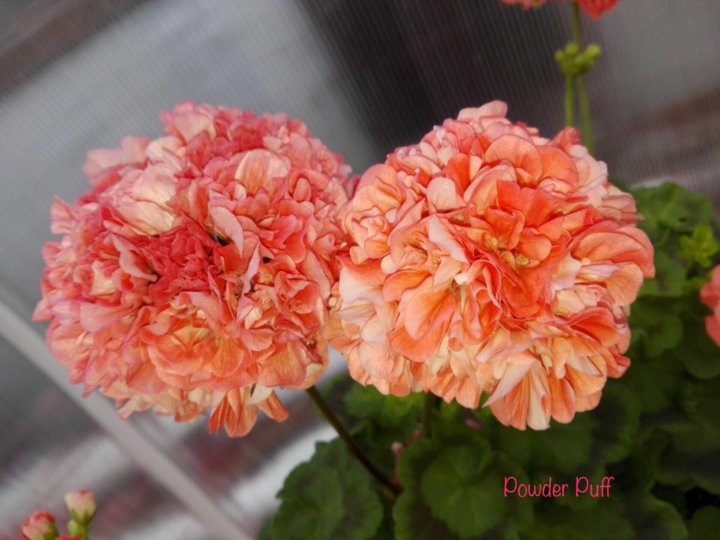 Пеларгония powder puff фото описание