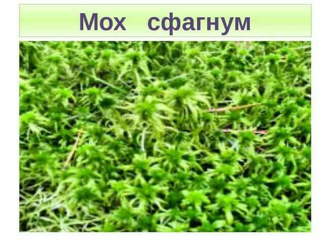 Скачать презентацию для класса Мхи и папоротники (5 класс) бесплатно