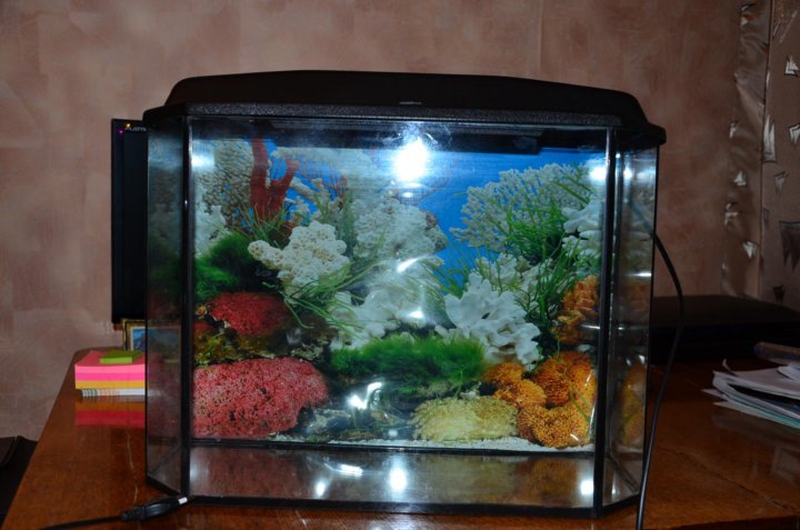 Рыбки для аквариума тольятти. Аквариумы тольятти фото. Аквариум на 90-100 литров с крышкой. Гурами жемчужный. Как содержать аквариум без компрессора.