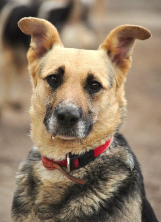 Тузик фотографии. Собака в воронеже. Собаки майя фото. Пёс майя. Майя собака.