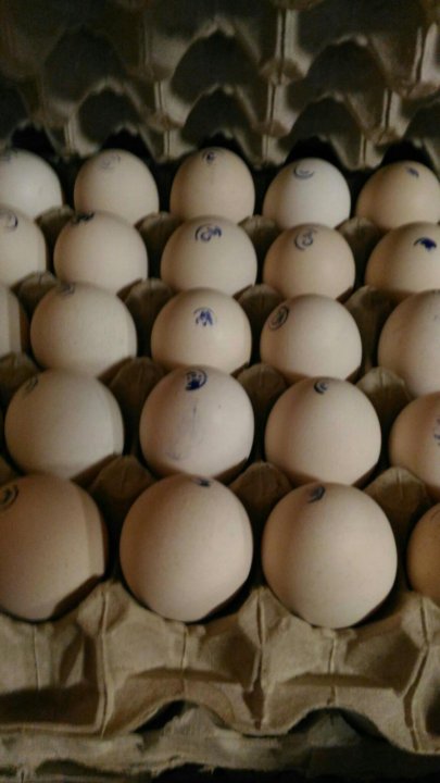 Купить инкубационное яйцо в москве и области. Росс 308 яйцо. Инкубационное яйцо Росс 308. Инкубационное яйцо бройлера Росс 308. Штампованное яйцо инкубационное бройлер Росс 308.