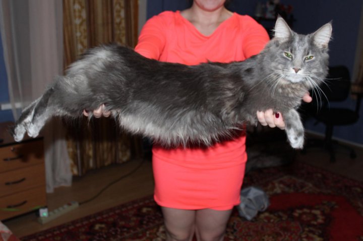 Фото Помеси Мейн Куна Кошки