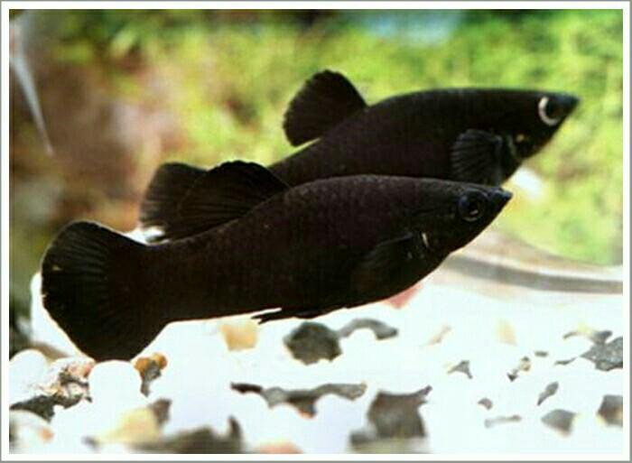 Аквариумные рыбки черные название и фото