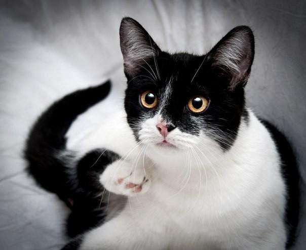 Ш кот