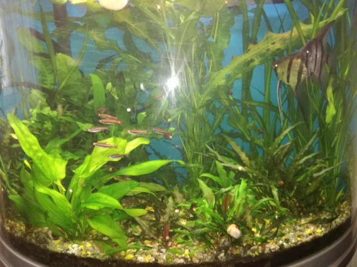 аквариумные растения екатеринбург
