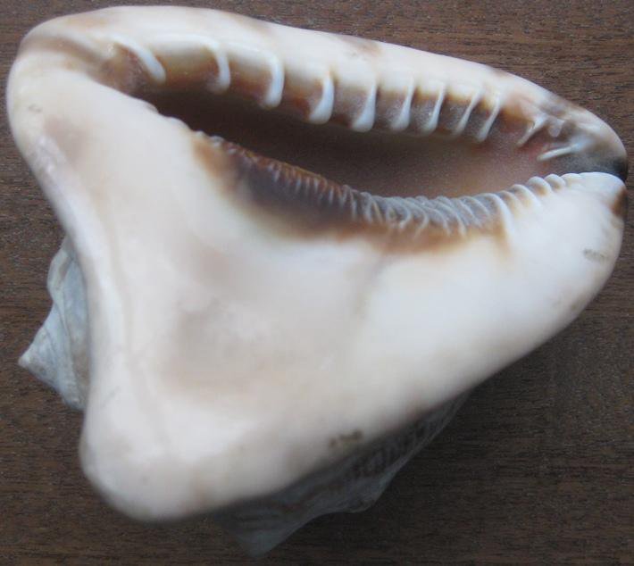 Ракушки с кубы