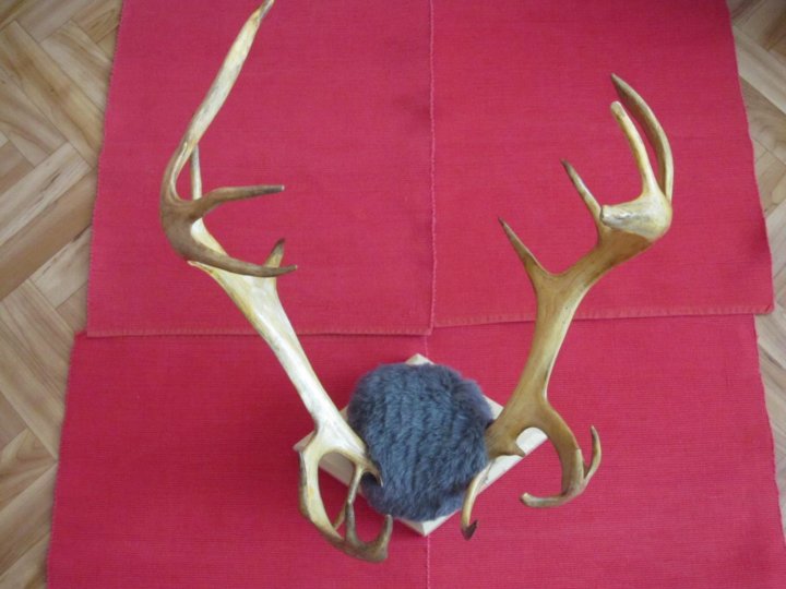 Авито олень. Олень с игрушками на рогах. Оленьи рожки. Ульяновского оленя. Рога Оленьи Озон.