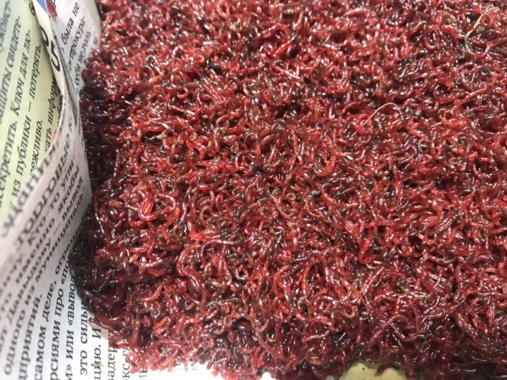 Мотыль крупным планом