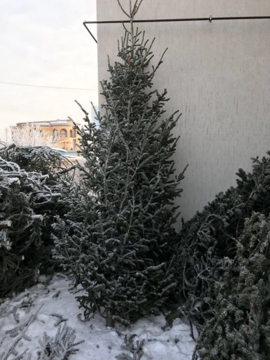 Пихта Новогодняя Купить Пихта Новогодняя Купить