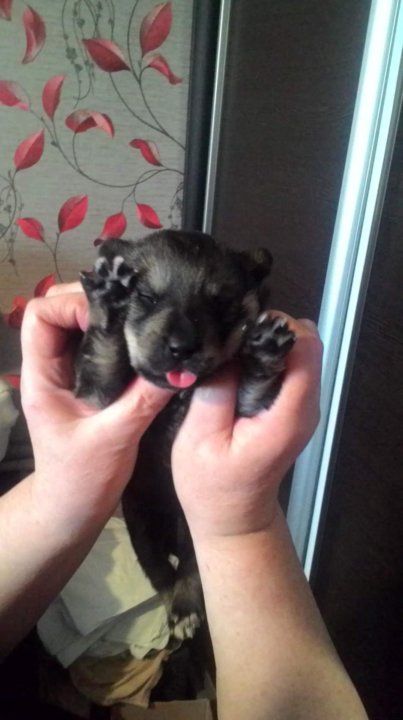 отдам щенка. отдам котят в добрые руки станица вешенская. маленькие собаки в добрые руки хорошие. отдам в добрые руки щенка. отдам животных.