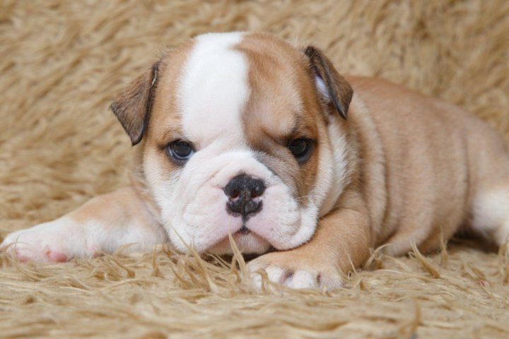 Бульдог тюмень. Английский бульдог фото в плохом качестве. Французский бульдог щенок белый. Фрац будьдог. Бульдог тюмень.