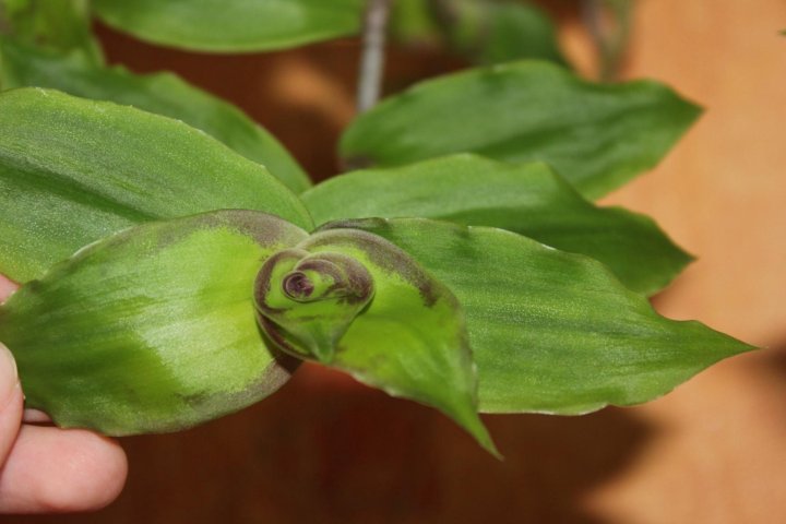 Каллизия бьянка. Каллизия конгеста вариегата. Традесканция каллизия. Каллизия конгеста. Традесканция коллизия конгеста вариегатная вайт.