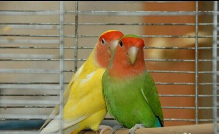 Peach-faced Lovebird mutations