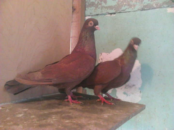 Голуби николаевские белохвостые. Краснорябые николаевские голуби. Голуби желтые и красные. Голуби желтые и красные. Голуби желтые бойные бакинские.