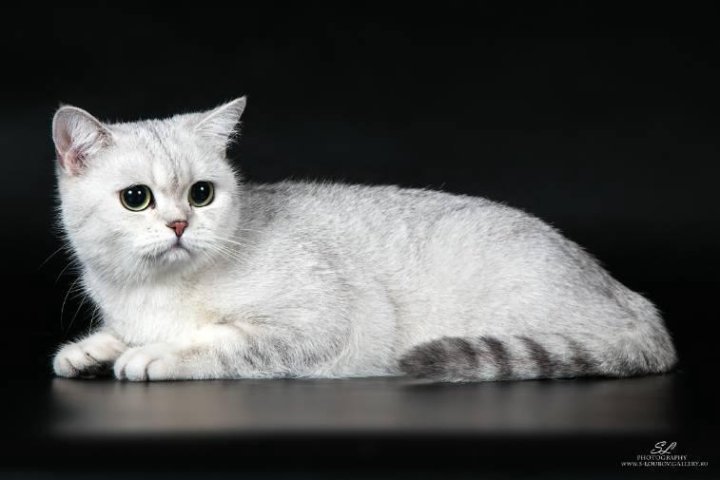 Серебристая Шотландская Кошка Фото