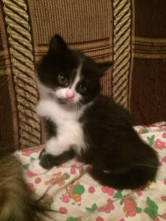 добрые руки череповец. добрые руки череповец. патронажные службы москвы. взрослые кошки в добрые руки иваново. котята в приюте.