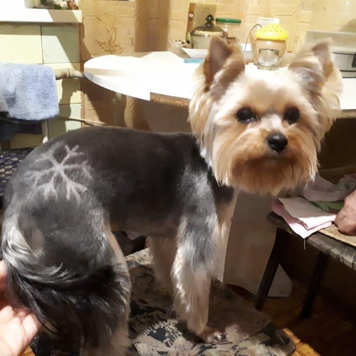 Стрижка собак в майкопе. Костюм для грумера. Груминг сочи. Грумер ялта. Грумер ялта.