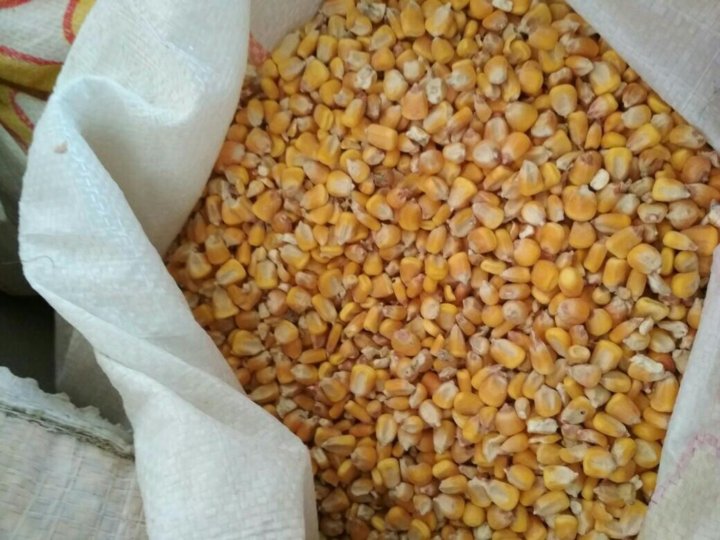 Цена на кормовую кукурузу для животных в Новосибирской области.