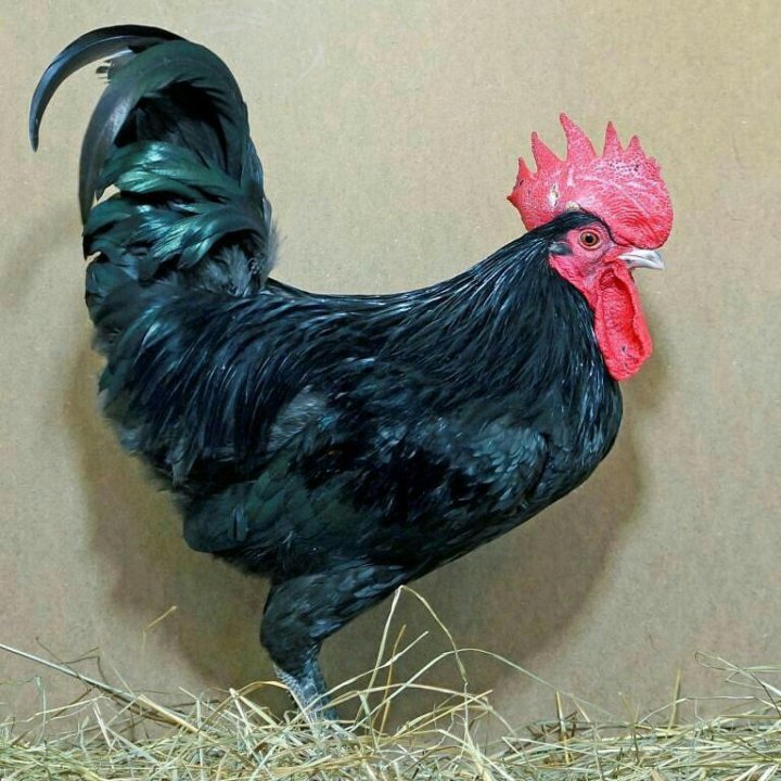 Фото Синей Курицы