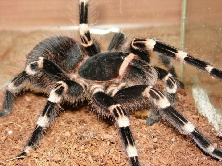 Acanthoscurria geniculata фото