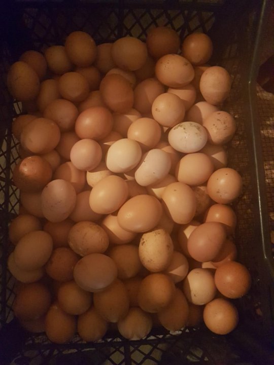 Купить яйца кур на авито. Домашние куриные яйца. Яйцо домашнее куриное. Ведро яиц. Яйца куриные Деревенские.