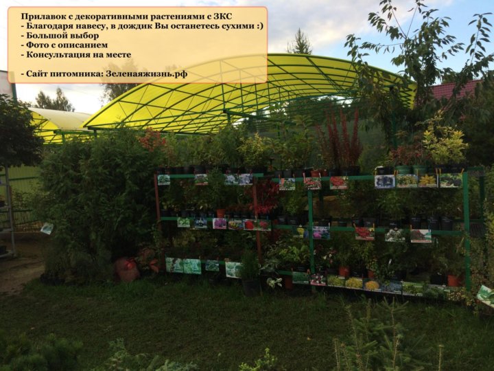 Питомник Зеленый Шум Интернет Магазин