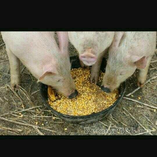 Чем кормить свиней для быстрого. Корма для свиней. Кормление свиней.