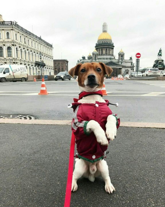 Спб фотография с собаками