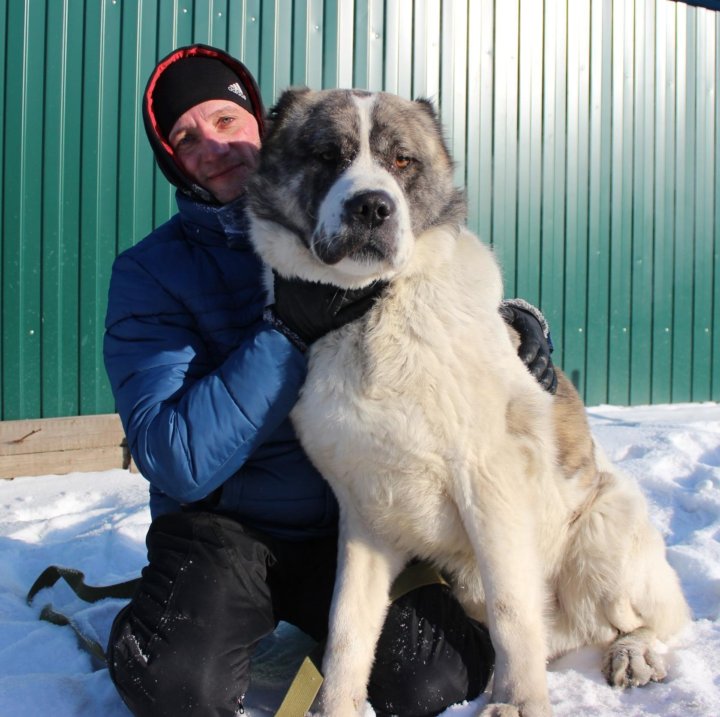 Фото Самых Больших Алабаев
